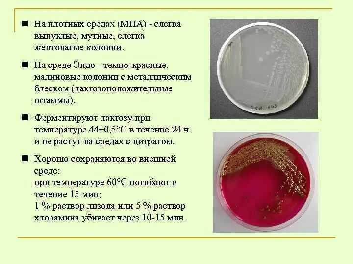 Колонии с металлическим блеском на среде Эндо. Кишечная палочка на среде Эндо образуют колонии. Среда Эндо лактозоположительные колонии. Питательная среда Эндо микробиология.