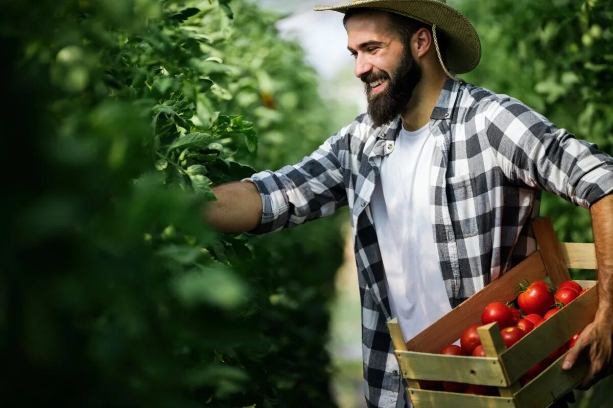 фермер выбирает участок для закладки фруктового сада. фермер выбирает. фермер кавказец. парень собирает помидоры. фермер на даче.