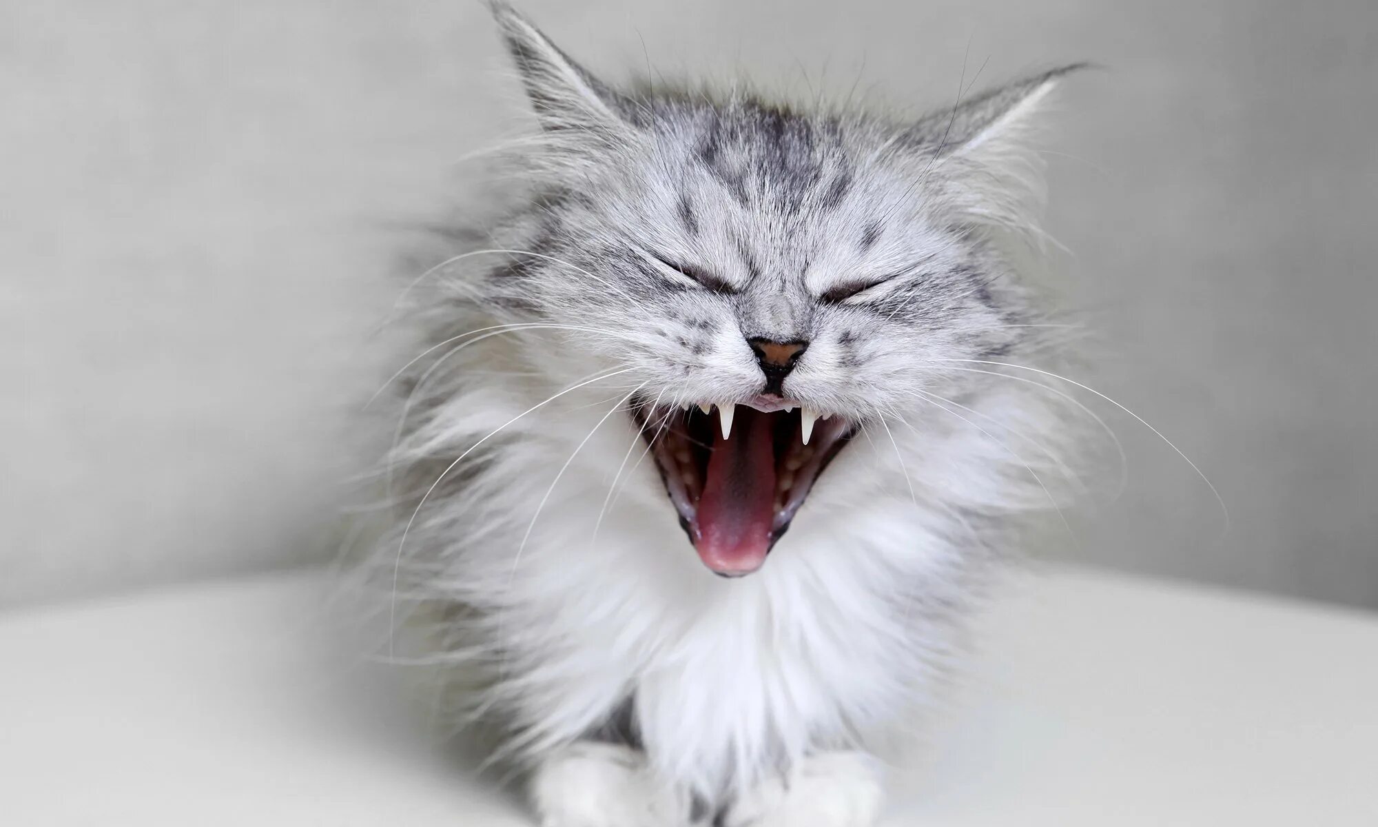 Кот проявляет агрессию. Агрессивный британский кот. Шотландская вислоухая кошка злая. Кошка стала агрессивной. Агрессивные коты.