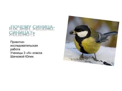 Звонкоголосую и белощекую нашу синицу называют большой