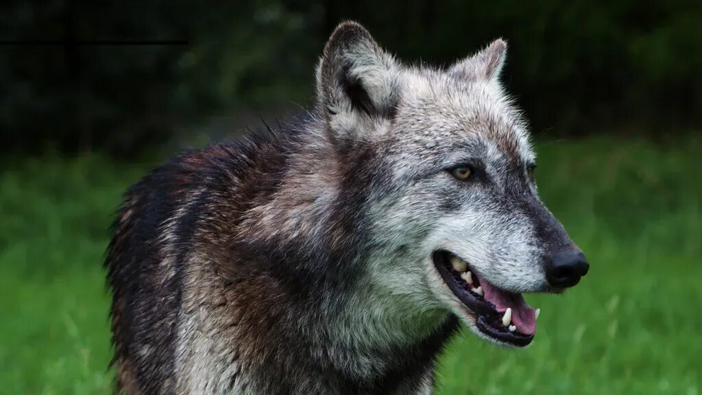 Волк. Животные волк. Хищные животные волки. Русый волк.
