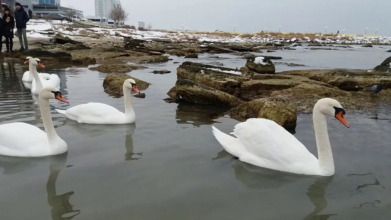 Акку фото. Акку фото. Похожая птица на лебедя белый. Актау лебеди зимой. Самка лебедя.