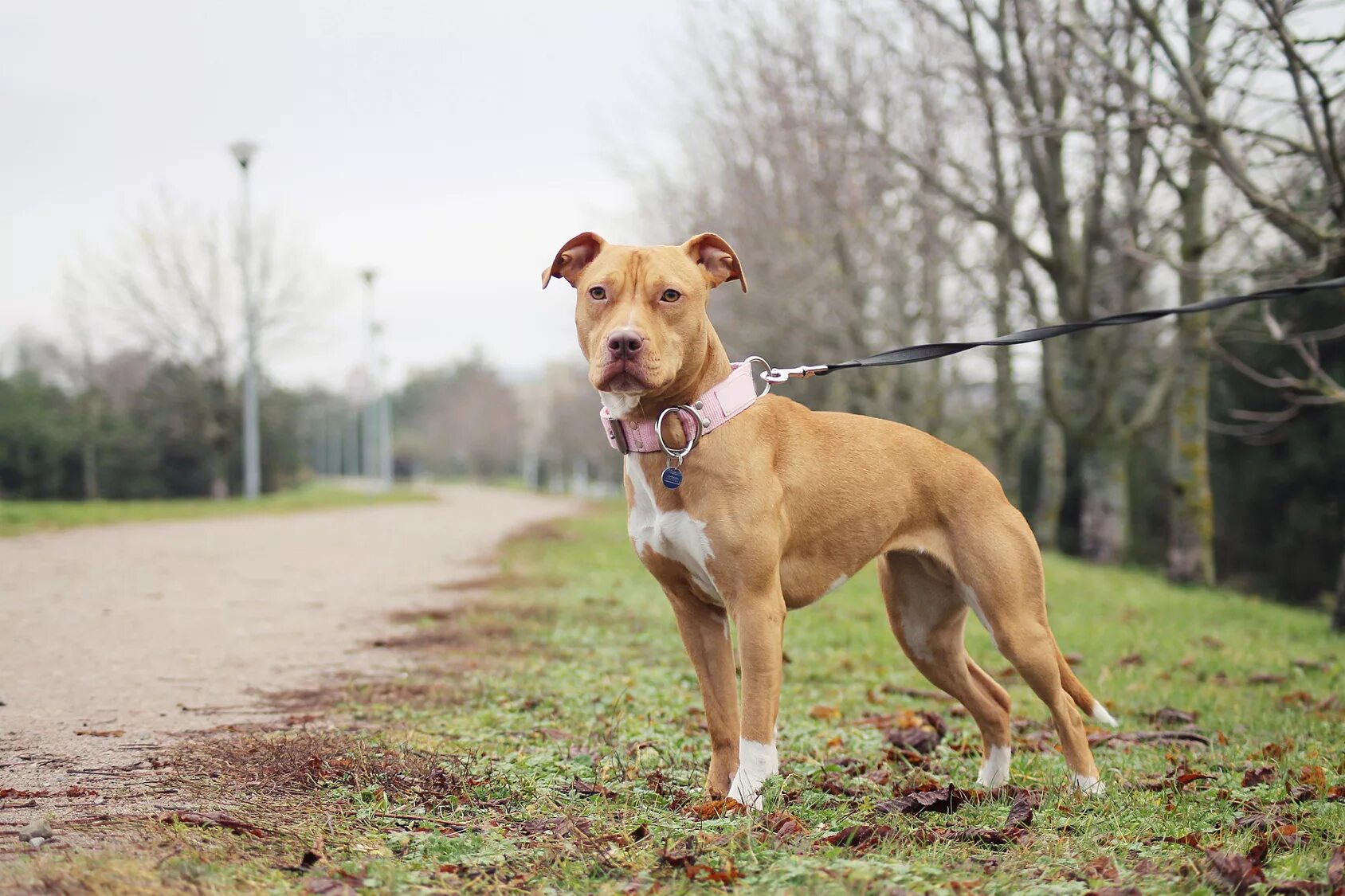 Pit bull terriers виды. Американский питбультерьер. Пит терьер питбультерьер. Питбуль АПБТ. Пит стафф терьер.