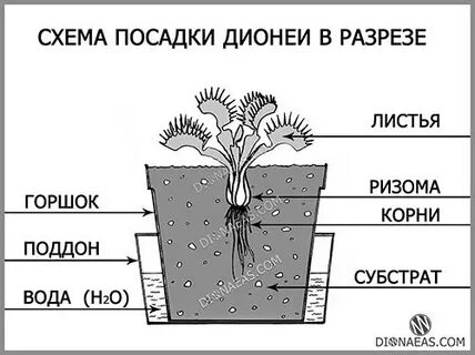 Посадка схема разбора