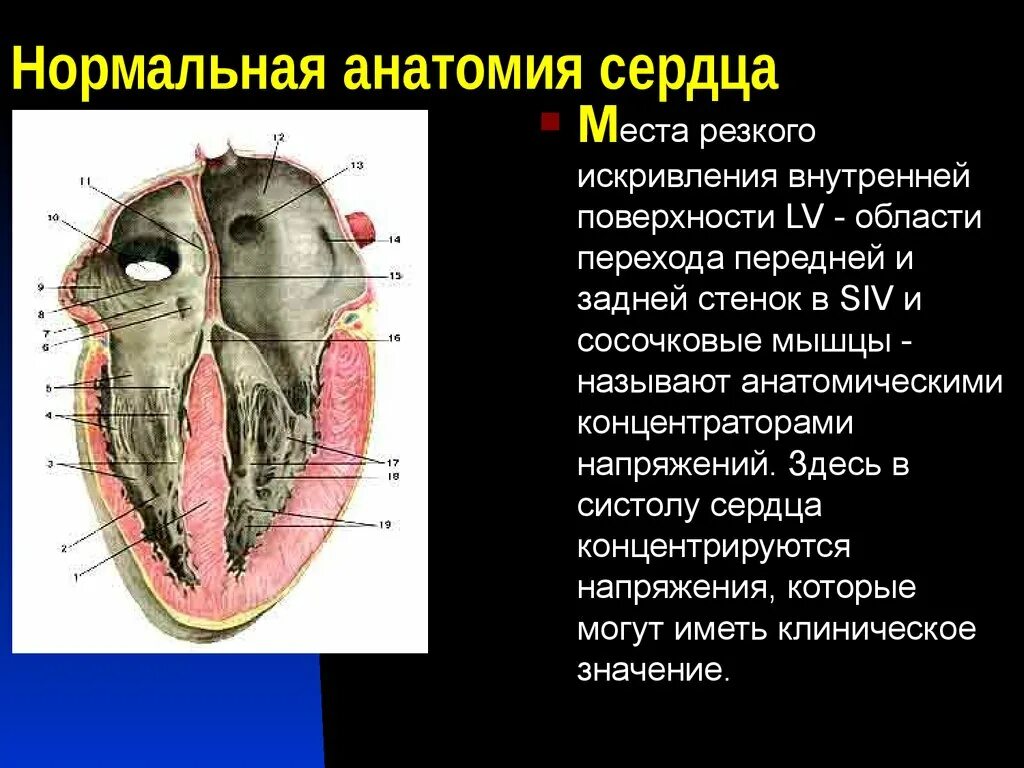 Сердечный поверхность. Нормальная анатомия сердца. поверхности сердца анатомия. передняя поверхность сердца образована. задняя поверхность сердца анатомия.