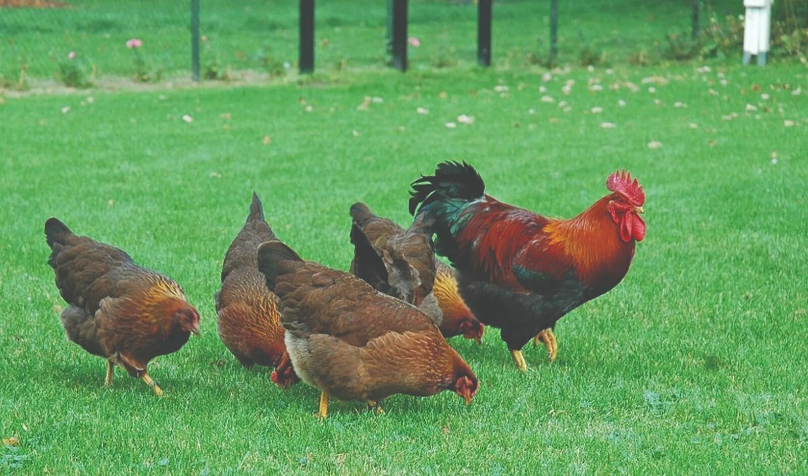 5 chickens