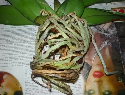 Орхидеи сохнут листья и корни что делать