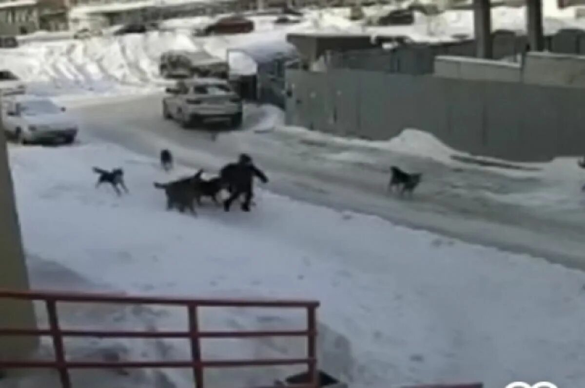 Нападение собак на ребенка. Стая собак напала на ребенка. Бездомные собаки нападают на детей.