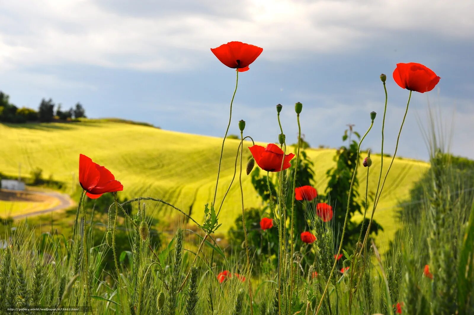 Алые маки иссык-куля. Поле маков. Поле маков. Поляна с маками. Горные маки в грузии.