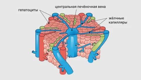 Желчные капилляры печени