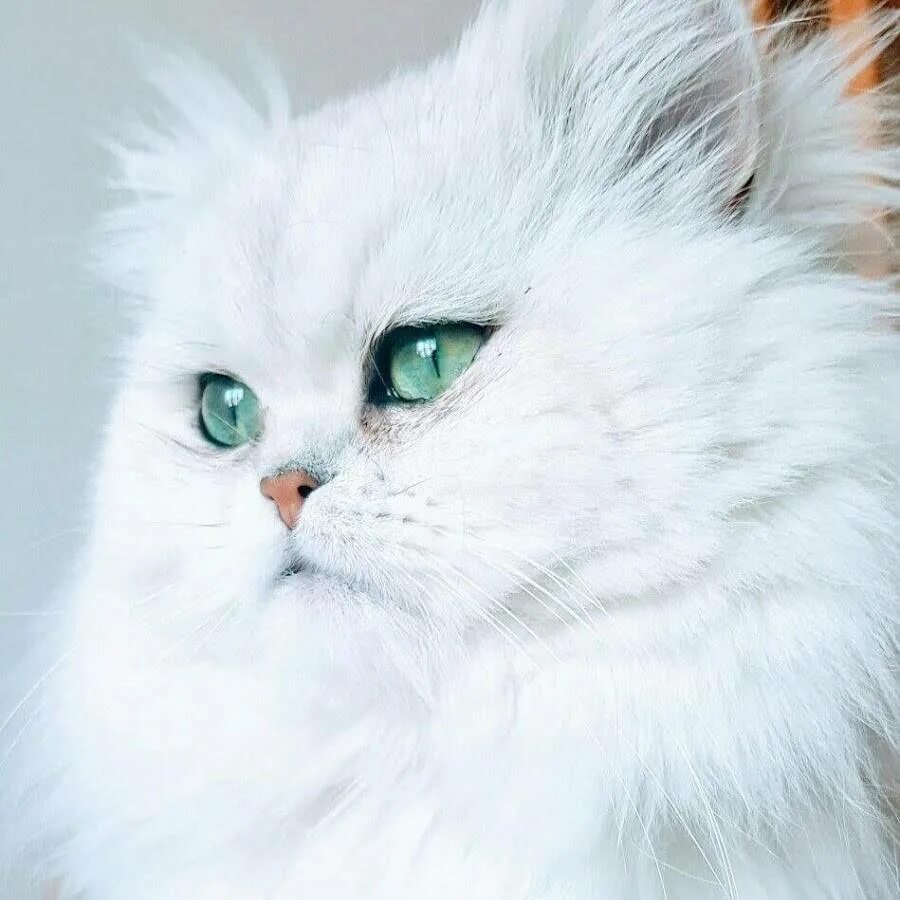 Персидская шиншилла кошка. Персидская голубая шиншилла. Персидский кот шиншилла. Персидская шиншилла белая