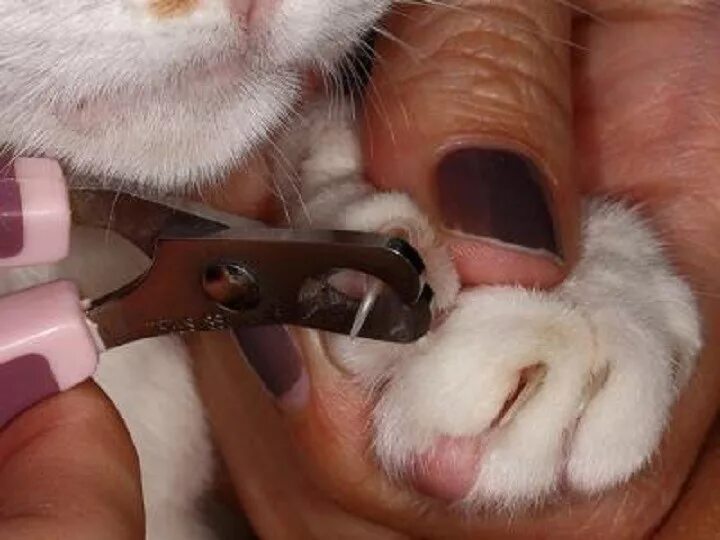 Когда можно стричь ногти котенку