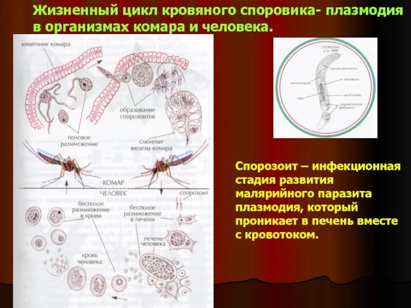 Эритроцитарная шизогония. Малярийный плазмодий размножается бесполым. Жизненный цикл малярийного паразита схема. Множественное деление шизогония. Молярийныйплахмодий размножение.