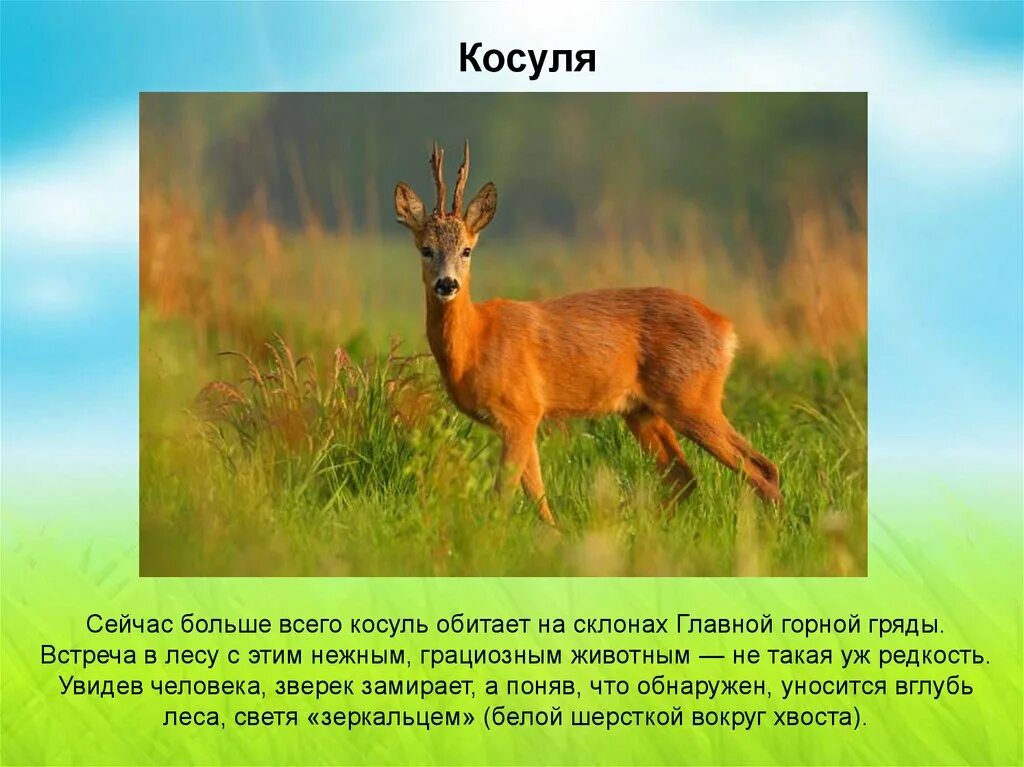 Красная книга Республики Крым