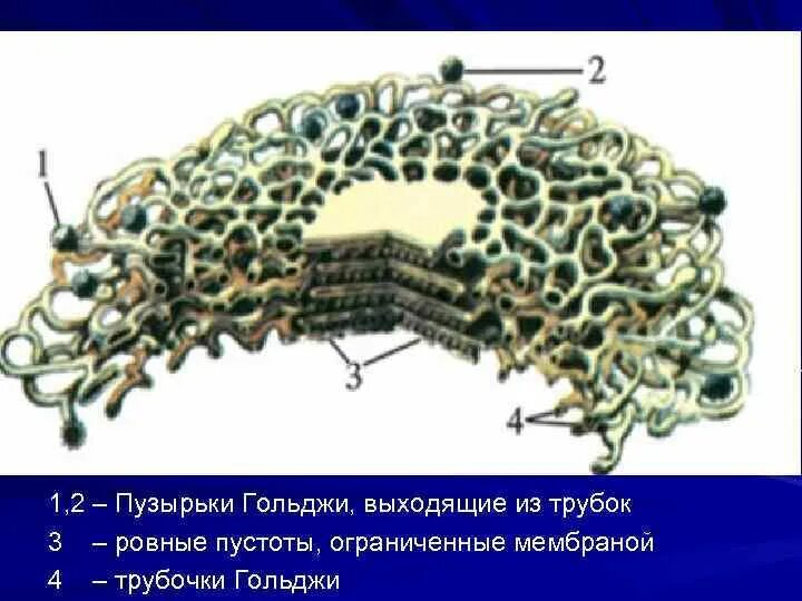 Состоит из мембранных мешочков цистерн и пузырьков. Состоит из мембранных мешочков цистерн и пузырьков
