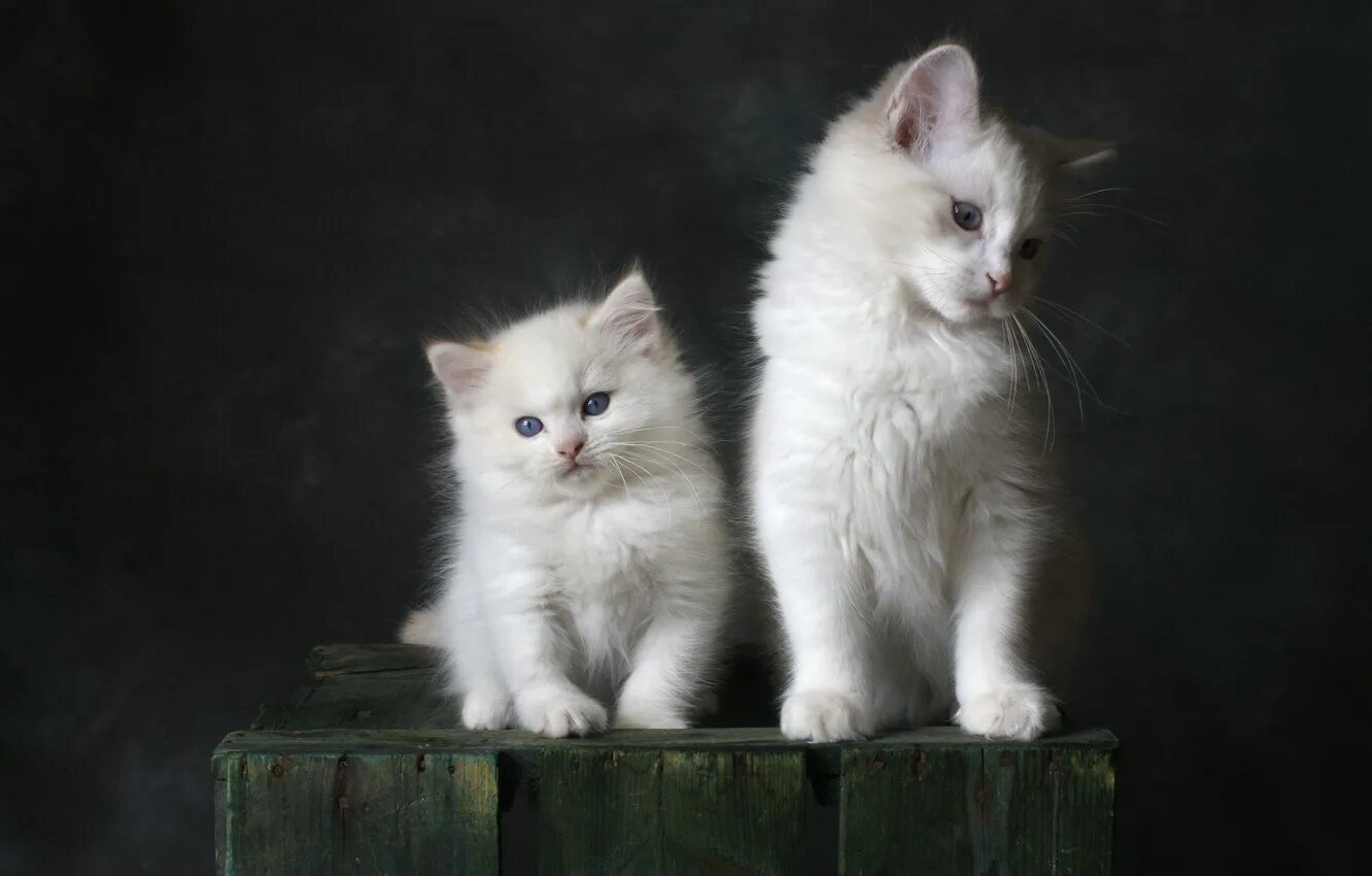 Две белые кошки