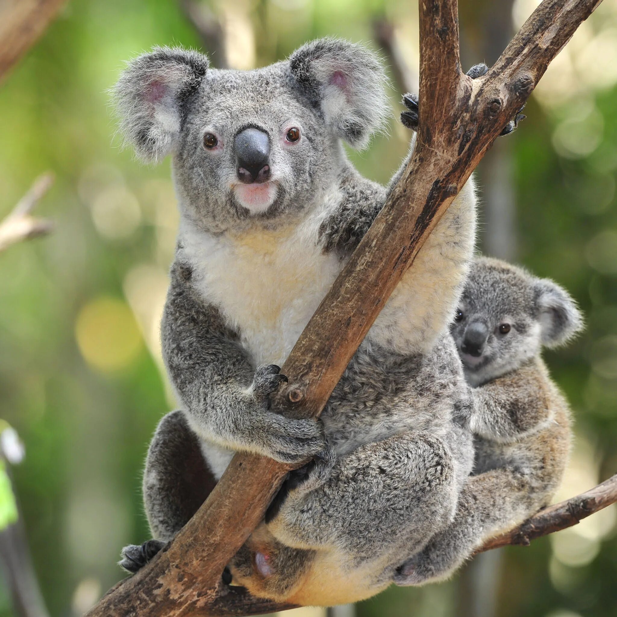 Коала. Коала сумчатое животное. Коала в Австралии фото. Австралийская коала