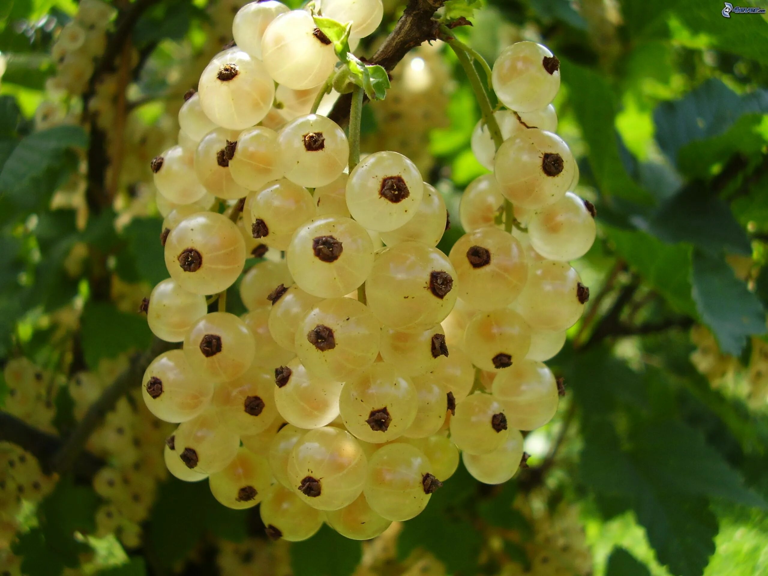 Белая смородина. Смородина белая белая Потапенко. Ribes rubrum/смородина белая. Смородина White Currants. Смородина белая Версальская (с3) белая.