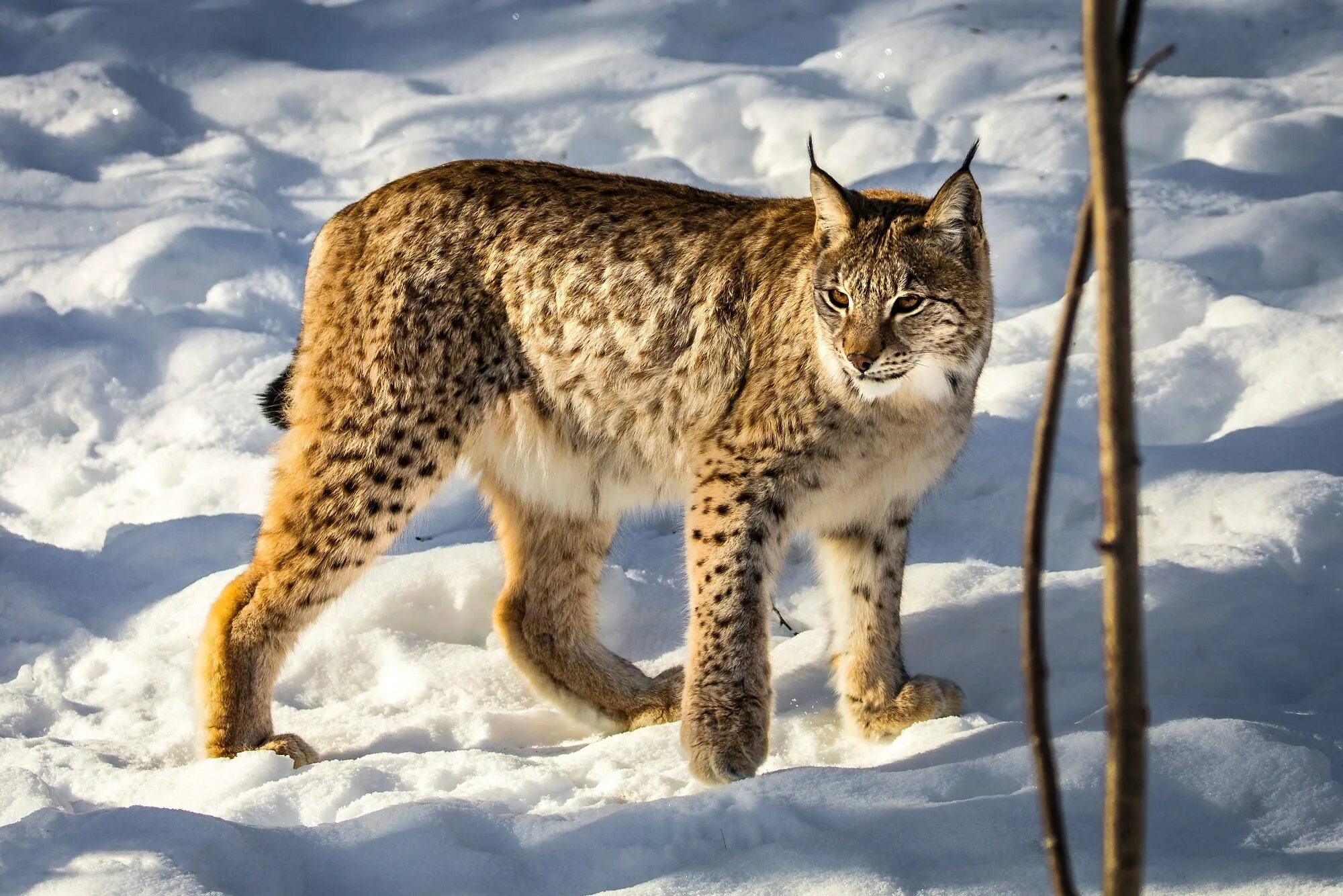Длина рыси. Беловежская пуща Рысь. Lynx Lynx Linnaeus, 1758. Рысь в тайге. Карельская Рысь.