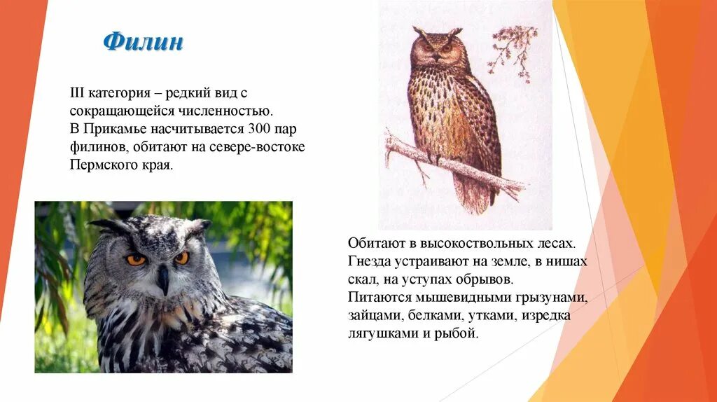 Филин занесен в красную книгу или нет. Сова красная книга. филин красная книга пермского края.