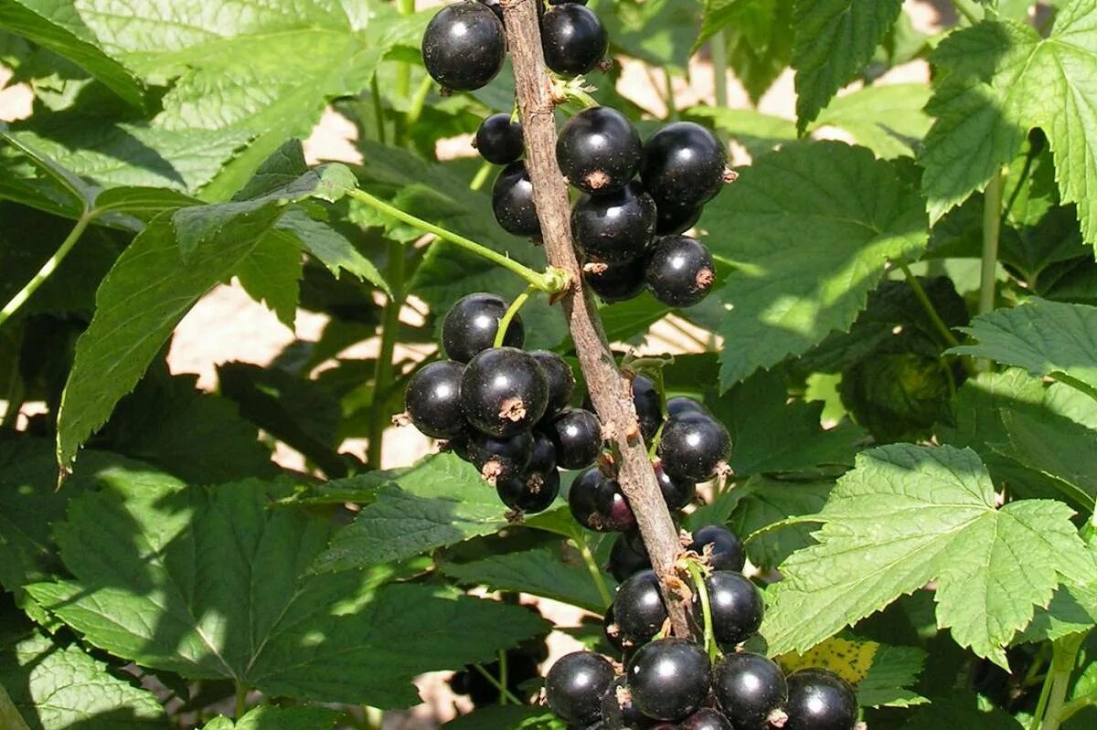Лучшие сорта смородины