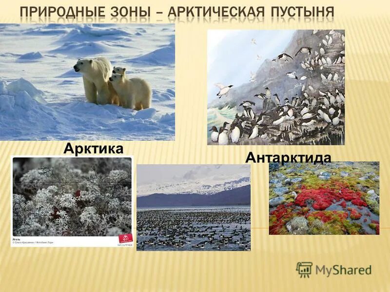 природные зоны антарктиды. какие природные зоны в антарктиде. какие природные зоны в антарктиде. какие природные зоны в антарктиде. природные зоны арктики и антарктики.