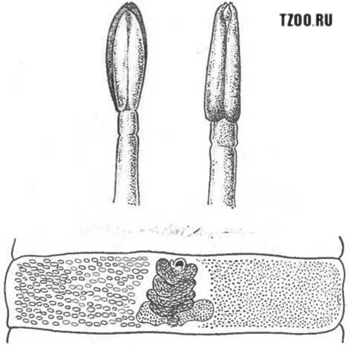 Широкий лентец корацидий. Diphyllobothrium latum рисунок члеников. Корацидий широкого лентеца.