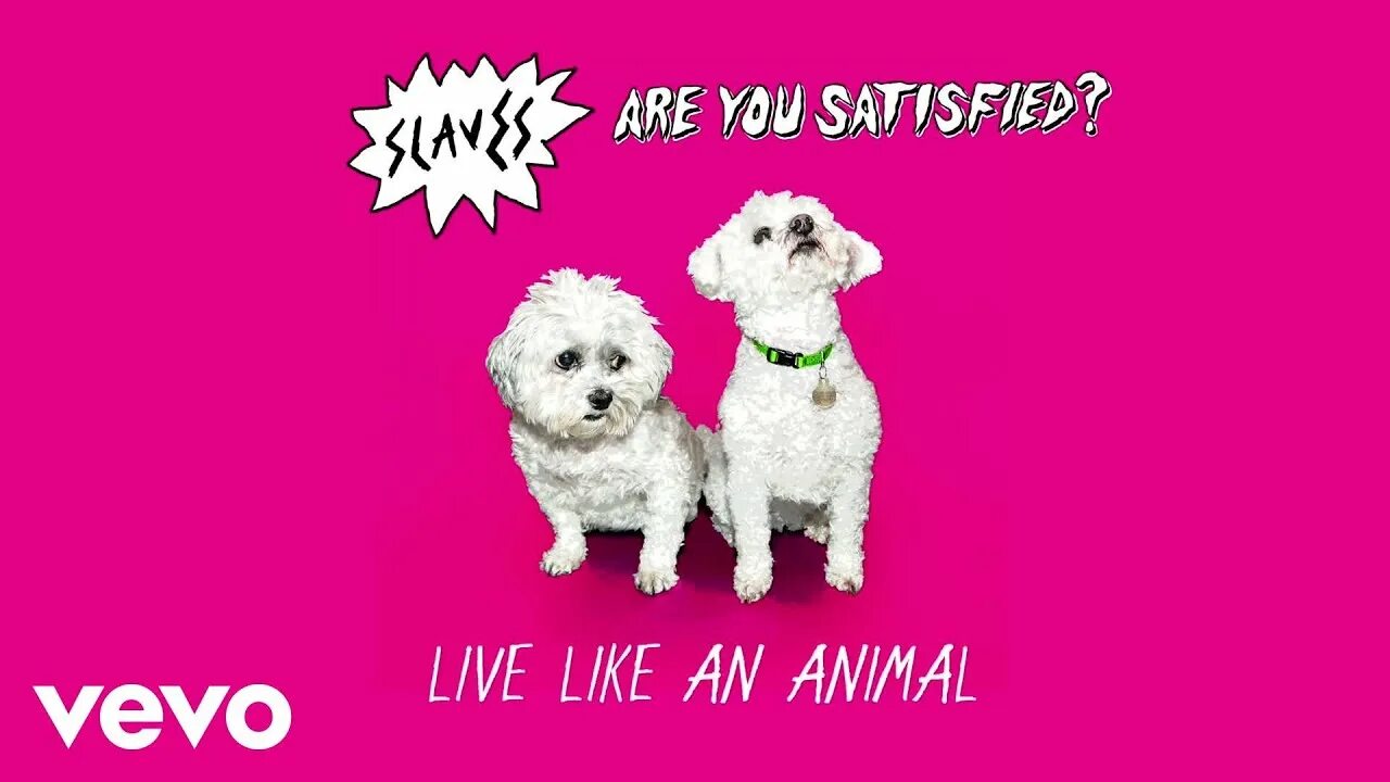 Marina are you satisfying текст. Are you satisfied. are you satisfied? slaves. slaves are you satisfied обложка. slaves are you satisfied album.