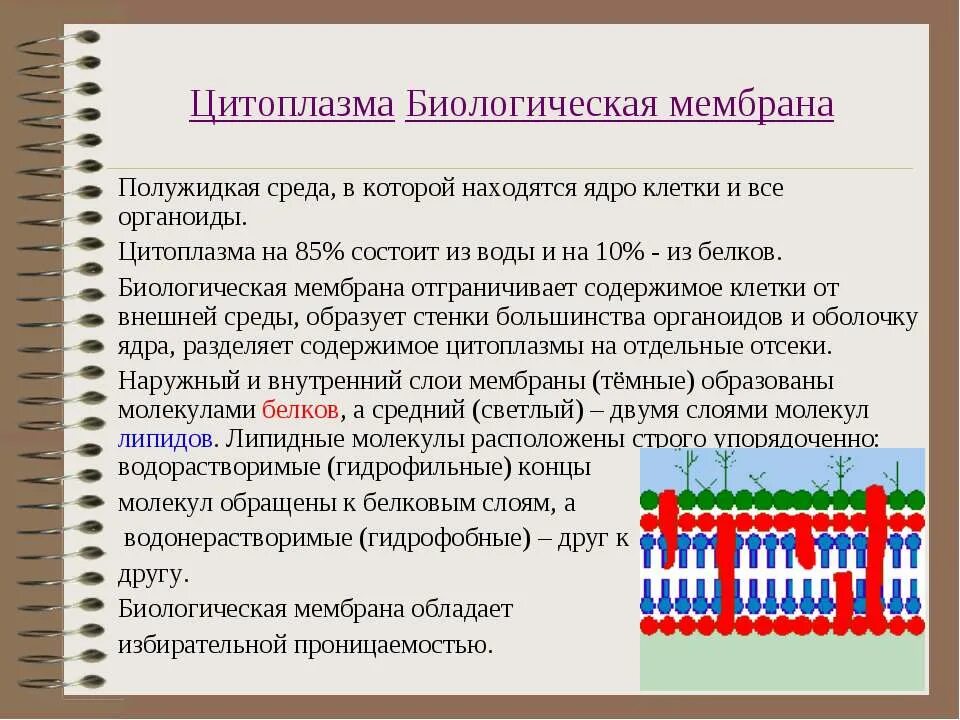 Какая структура обладает избирательной проницаемостью. Строение биологической мембраны физиология. биологическая мембрана строение и функции. цитоплазматическая мембрана это в биологии. структура биологических мембран.