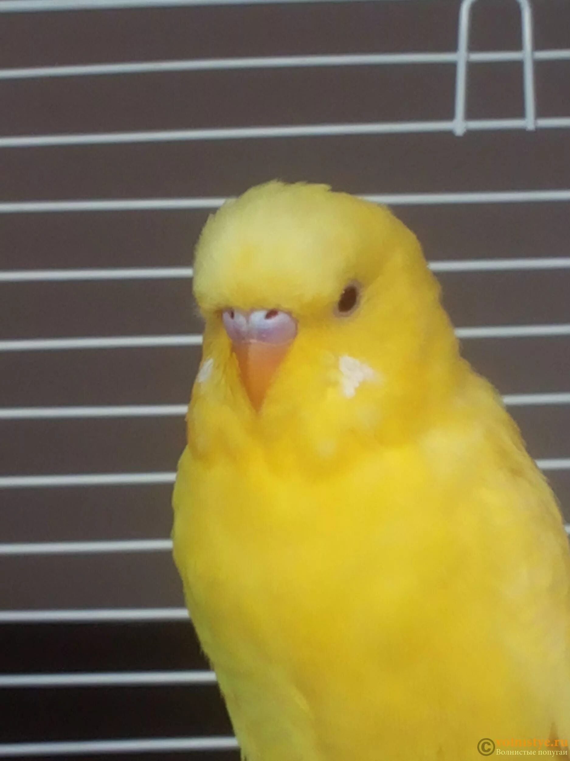Волнистый попугай лютино. Желтый попугай волнистик. Желтый волнистый попугай. Волнистый попугай лютино самка. Волнистый попугай лютино.