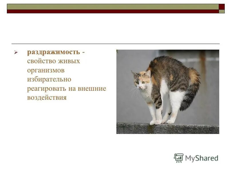 В чем заключается значение развития для животного. Раздражимость живых организмов. Раздражимость свойство живых организмов. Раздражимость у животных. Свойства раздражимости.