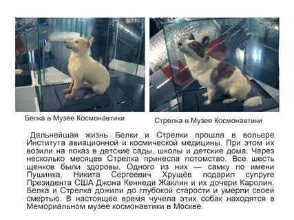 Вднх чучело