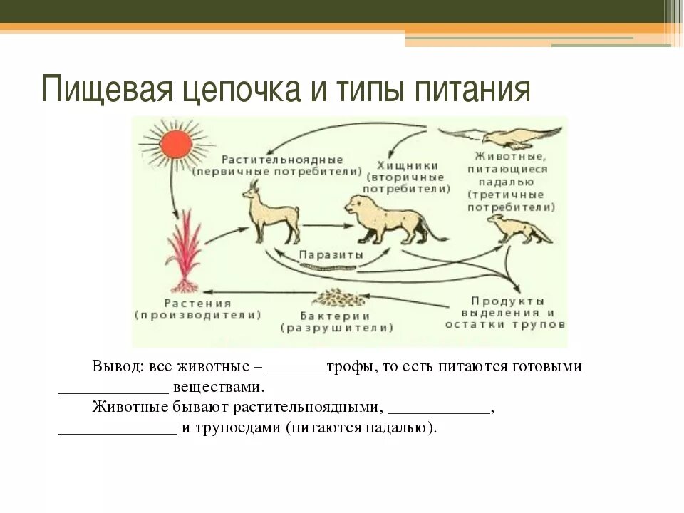 Питание животных 5 класс биология. Биология схема пищевой цепи. схема пищевой цепи растение растительноядное животное хищник. цепочка питания животных биология. цепи питания животных 5 класс биология.
