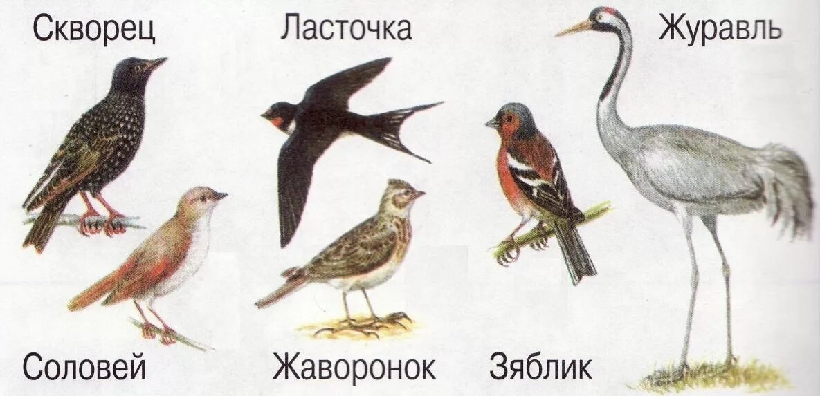 Перелетные птицы. Назовите перелетных птиц. Перелетные птицы для дошкольников. Изображение перелетных птиц для детей.
