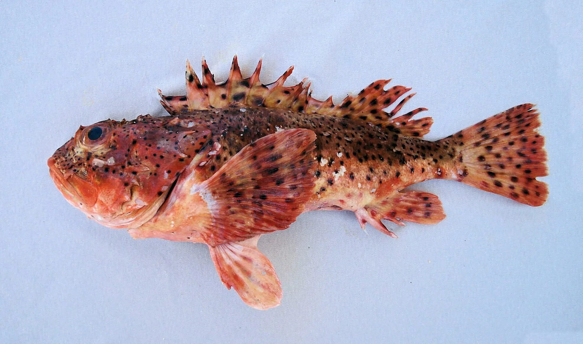 Львиная скорпена. Морской ерш скорпена. рыба скорпена черноморская. морской окунь скорпена. золотистая скорпена.