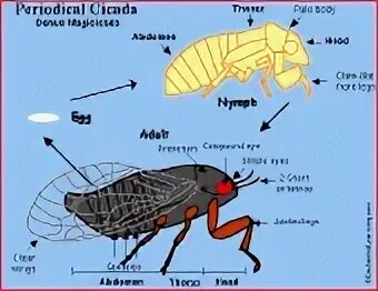 Цикада превращение полное. Цикл развития цикады. Стадии развития насекомого цикада. Развитие цикады схема. Цикада анатомия.