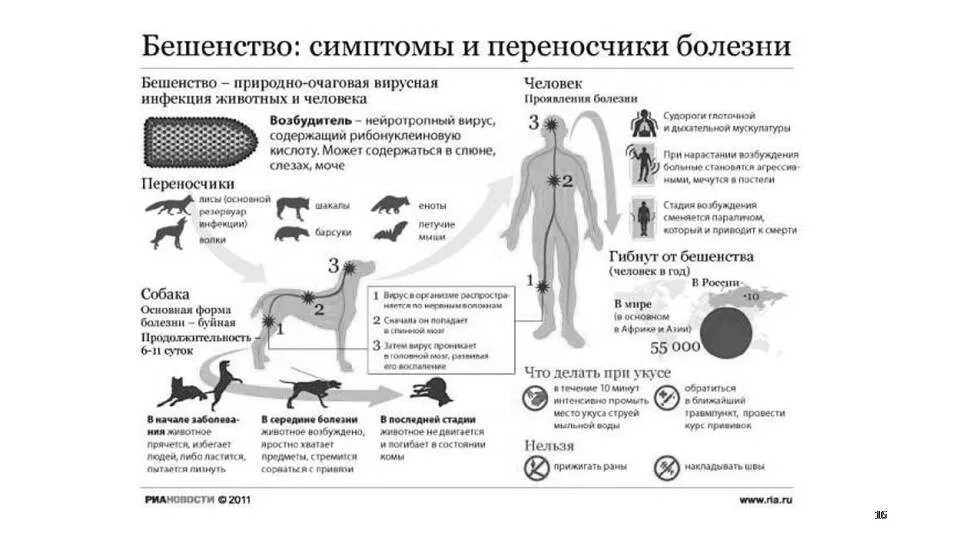 Как понять что у кота бешенство
