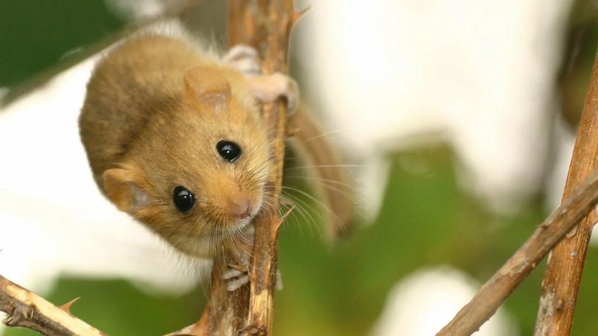 Орешниковая соня красная книга. Соня полчок животное. Алтайская пищуха (ochotona alpina). Небольшой грызун. Apodemus uralensis.