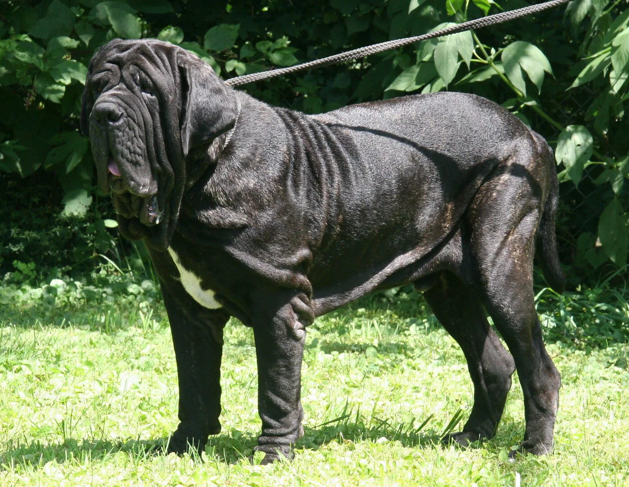 Самая большая собака название. Неаполитанский мастиф Геркулес. Мастино неаполитано. Мастиф неаполитано. Неаполитанский мастиф ге.