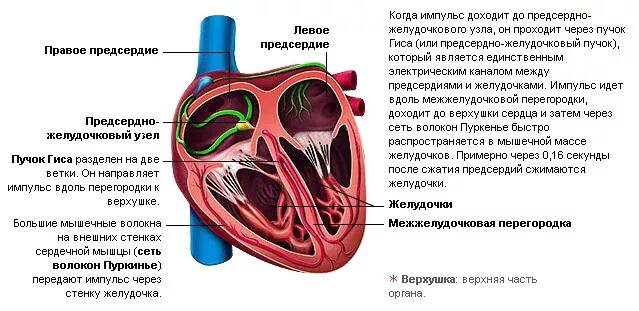 Проводящая система сердца синусовый узел. Строение миокарда, проводящая система сердца. Предсердно желудочковый узел расположен. Синусно-предсердный узел расположен. Проводящая система сердца образована тканью.