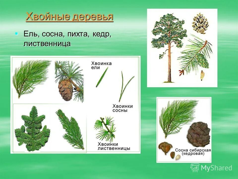 Сосна ель лиственница шишки. Ель сосна кедровая сосна пихта лиственница. Пихта шишки и хвоинки. Хвоя голосеменных. Ель пихта лиственница.