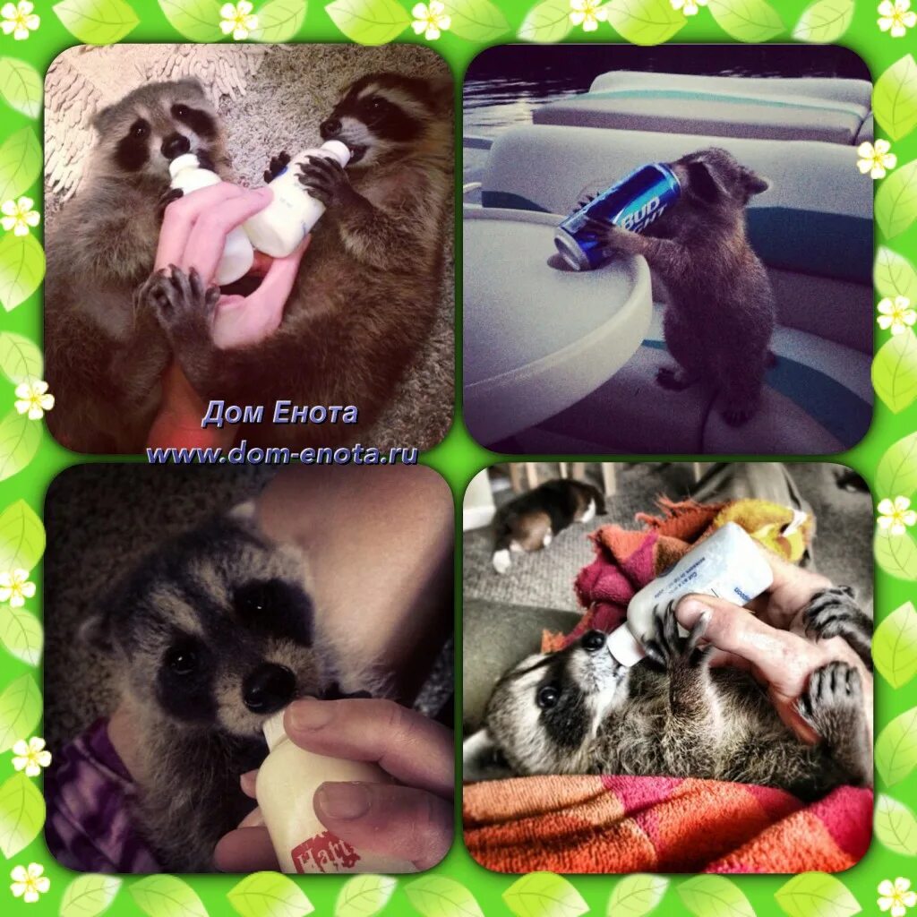 домашние еноты плюсы и минусы. минусы домашнего енота. енот на диете. енот в квартире. минусы домашнего енота.