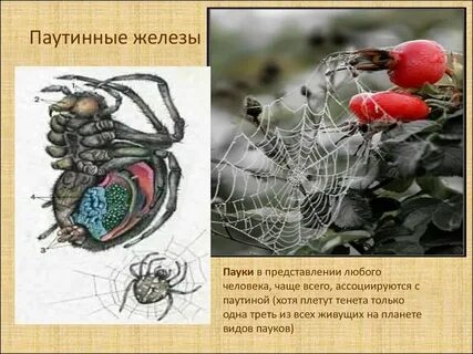 Железы паукообразных