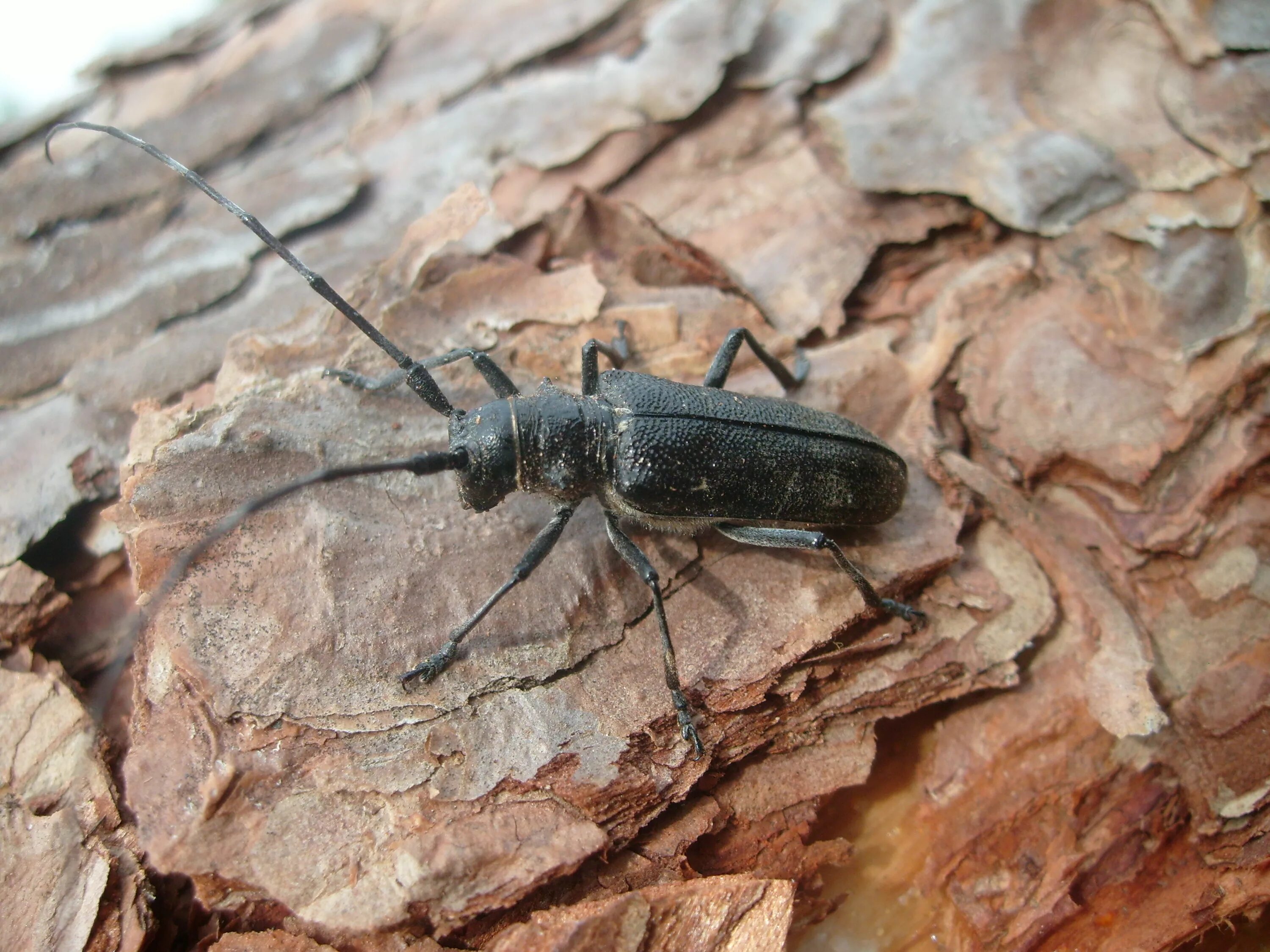 Черный Сосновый усач (Monochamus galloprovincialis oliv.). Жук короед усач. Короед Жук древоточец. Жук усач древоточец.