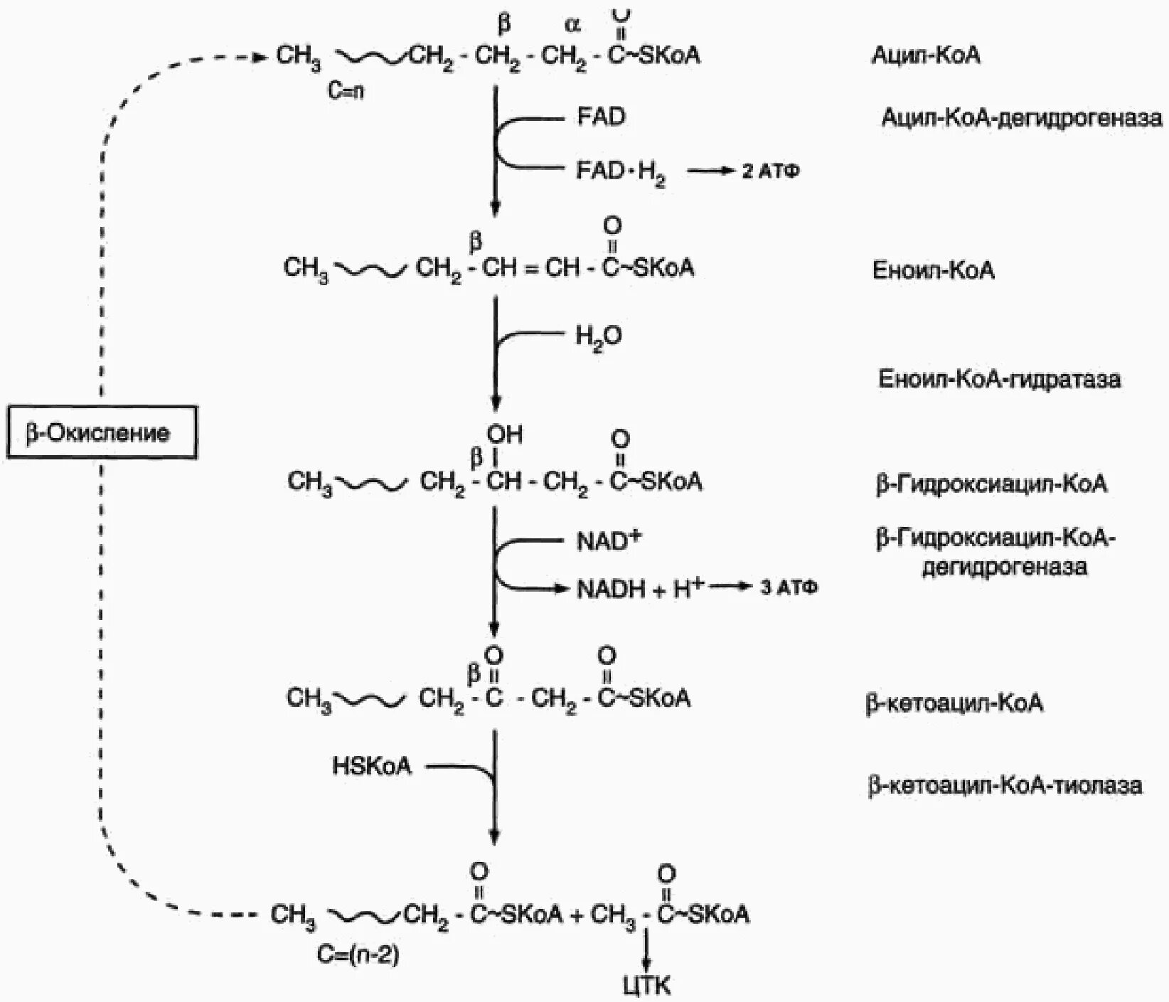 Коа 5. Схема бета окисления жирных кислот. Цикл бета окисления жирных кислот. Бета окисление жирных кислот формула. Синтез бета окисление жирных кислот.