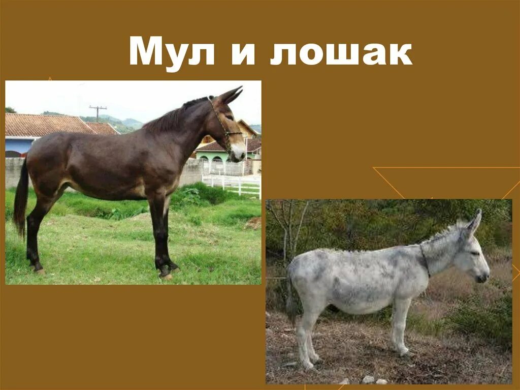 Мул и лошак в чем разница. Осел мул и лошак. Мул и лошак в чем разница. Лошак и мул разница. Лошак ослица.