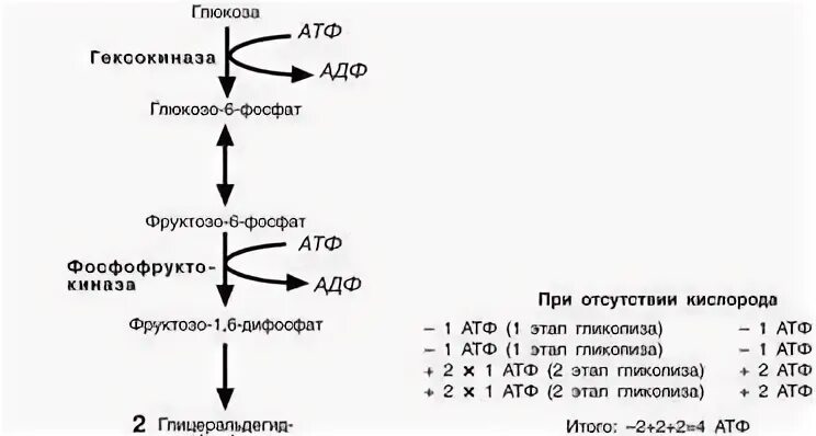 Активация глюкозы с затратой атф. Переваривание углеводов биохимия. Энергетический эффект окисления Глюкозы. Роль целлюлозы в пищеварении биохимия. Гликолитическая оксиредукция.