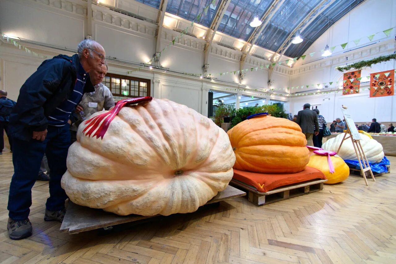 Большая тыква. Тыква сорт гигант атлантик. Самая большая тыква. Тыква сорт гигант атлантик. Тыква дилл атлантик гигант.