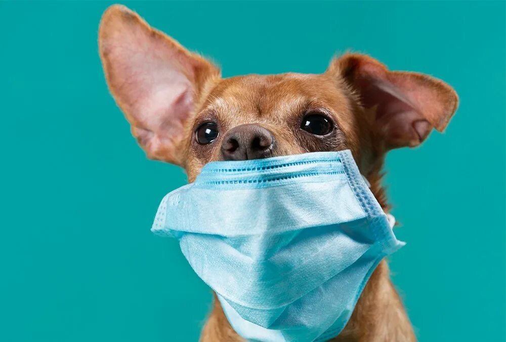 Эпидемия собак. Собачка в маске коронавирус. Собака в маске от коронавируса. Эпидемия собак. Эпидемия собак.