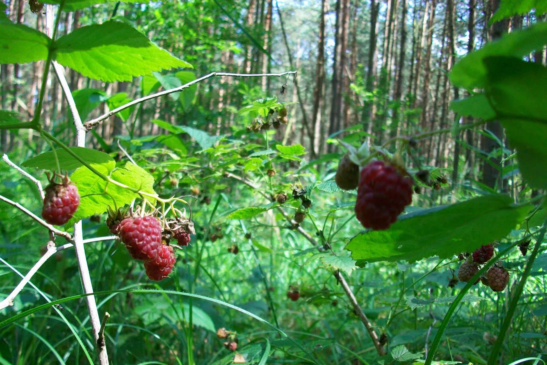 малина лесная -rubus idaeus. куст лесной малины. куст дикой малины. куст лесной малины. лесной малинник.